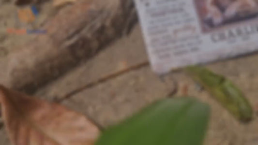 Engraved Slate Pet Memorial Stone: Custom Photo, Name & Dates